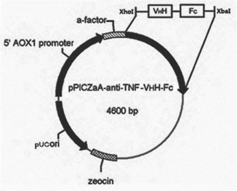 Nano antibody fusion protein, and preparation method and application thereof