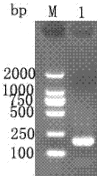 Reagent kit for detecting peste des petits ruminant vaccine poison by pyrophosphoric acid sequencing technology