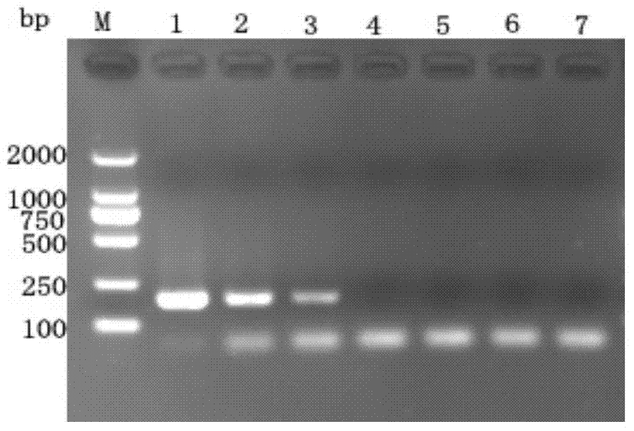 Reagent kit for detecting peste des petits ruminant vaccine poison by pyrophosphoric acid sequencing technology