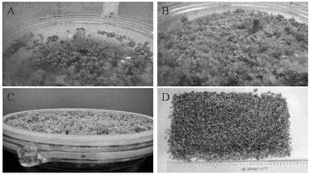 Method for culturing dendrobium candidum protocorms