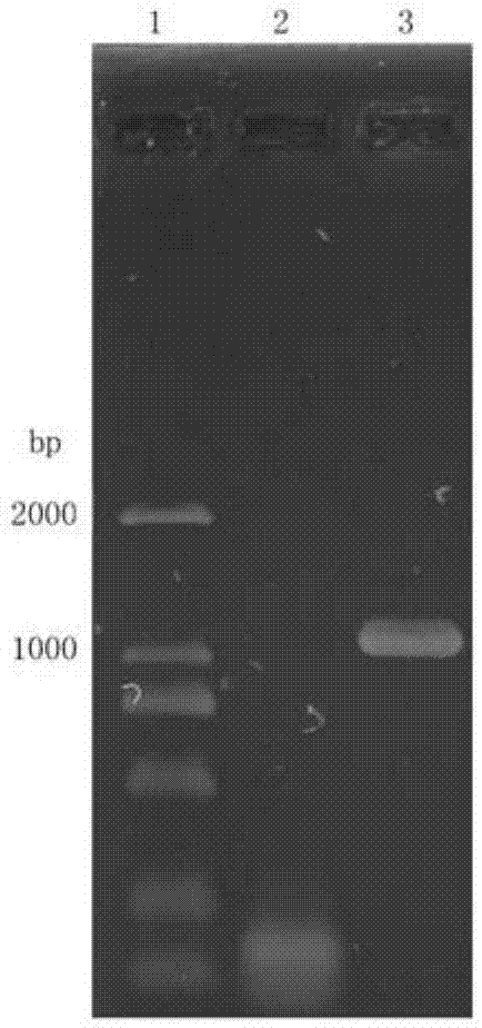 Mutation coprinus cinereus peroxidase and preparing method and application thereof