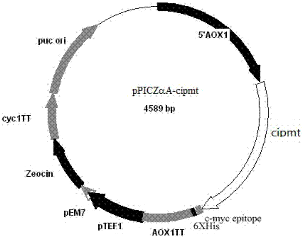 Mutation coprinus cinereus peroxidase and preparing method and application thereof