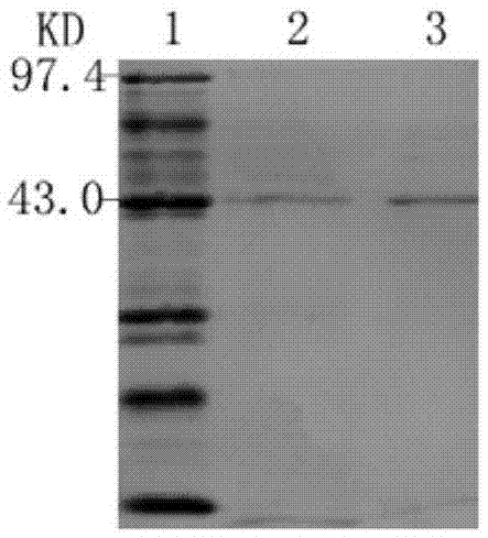 Mutation coprinus cinereus peroxidase and preparing method and application thereof