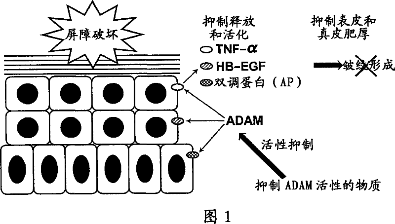 Prevention or improvement of wrinkles by using ADAM activation inhibitor