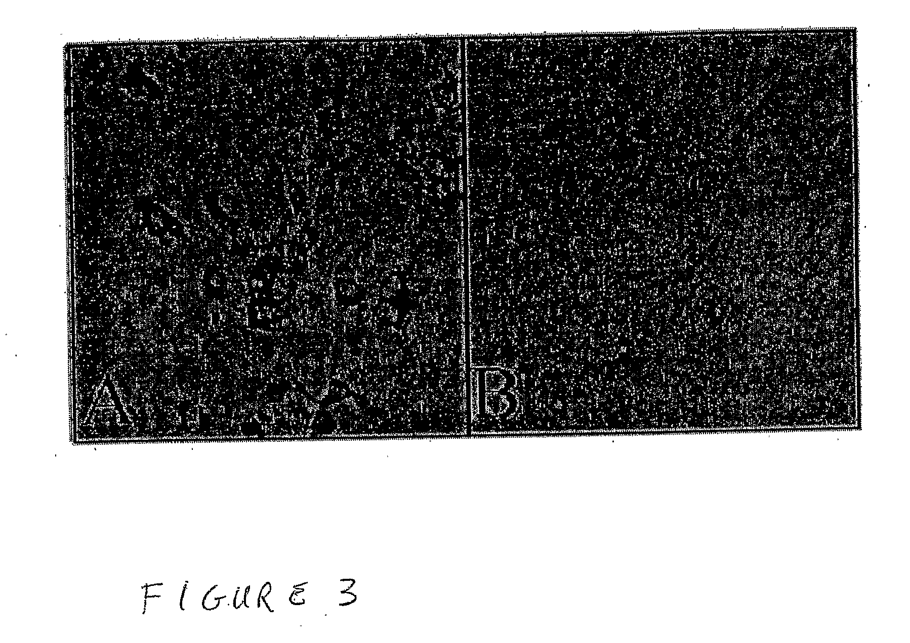 Anti-Sars Monoclonal Antibodies