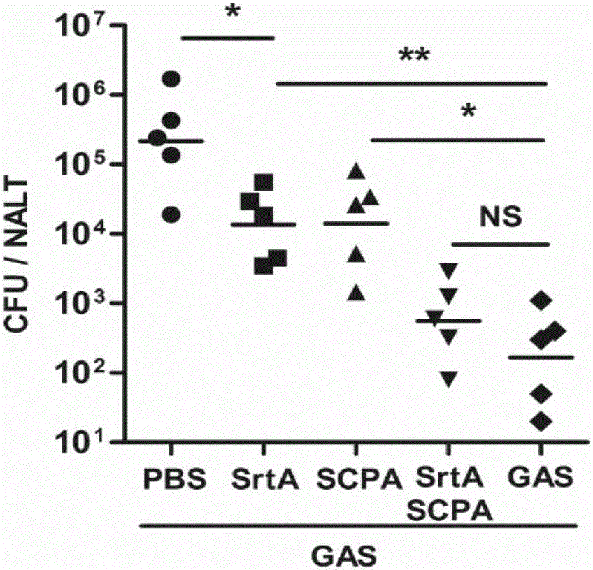 Combined vaccine for inhibiting and / or preventing type A streptococcal infection