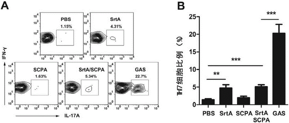 Combined vaccine for inhibiting and / or preventing type A streptococcal infection