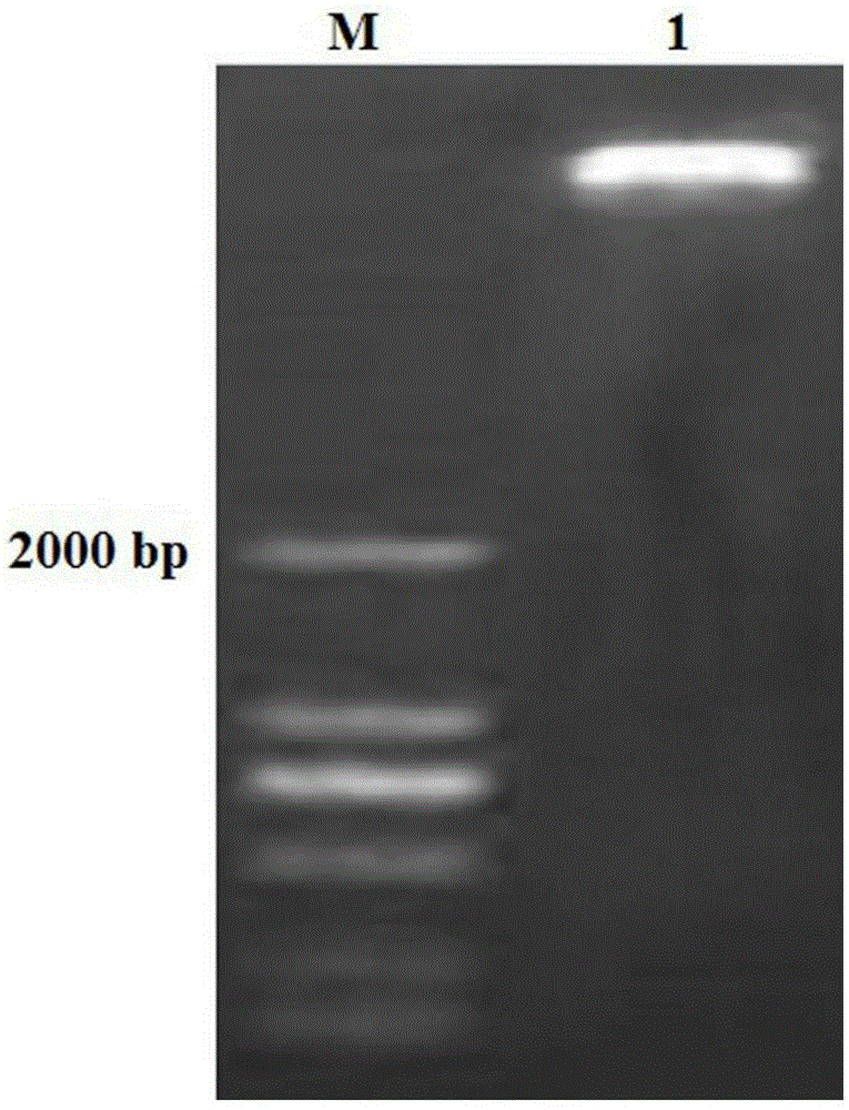 A kind of method for extracting total dna of crape myrtle