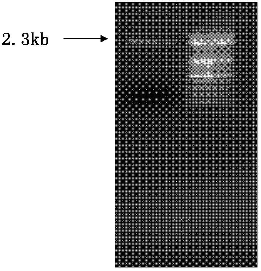 Vector, engineering strain and method for producing L(+)-2-aminobutyric acid