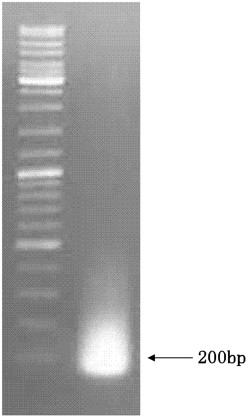 Vector, engineering strain and method for producing L(+)-2-aminobutyric acid