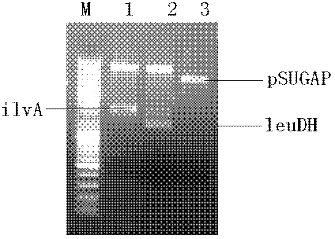 Vector, engineering strain and method for producing L(+)-2-aminobutyric acid