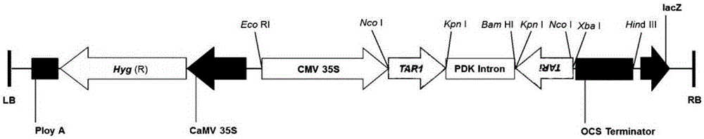 RNAi vector widely used for multi-plant gene silencing and application