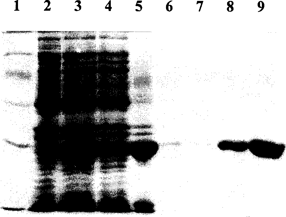 Process for producing genetic engineering of tobacco etch virus protease and use thereof