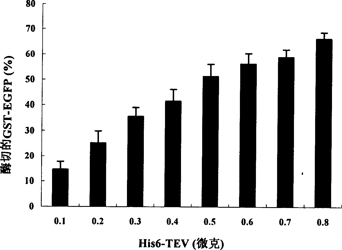 Process for producing genetic engineering of tobacco etch virus protease and use thereof