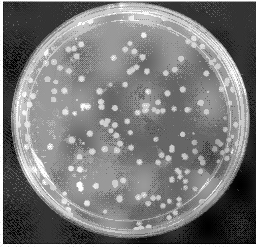 Antibacterial agent containing fluorinated alkyl quaternary ammonium salt, and preparation method and application of antibacterial agent