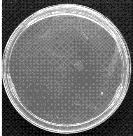 Antibacterial agent containing fluorinated alkyl quaternary ammonium salt, and preparation method and application of antibacterial agent