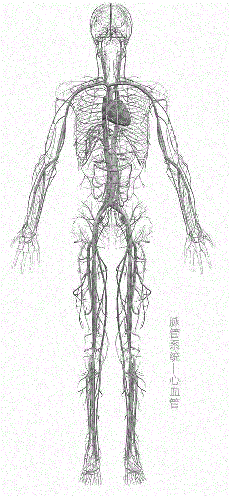 Human anatomy interactive system based on virtual reality