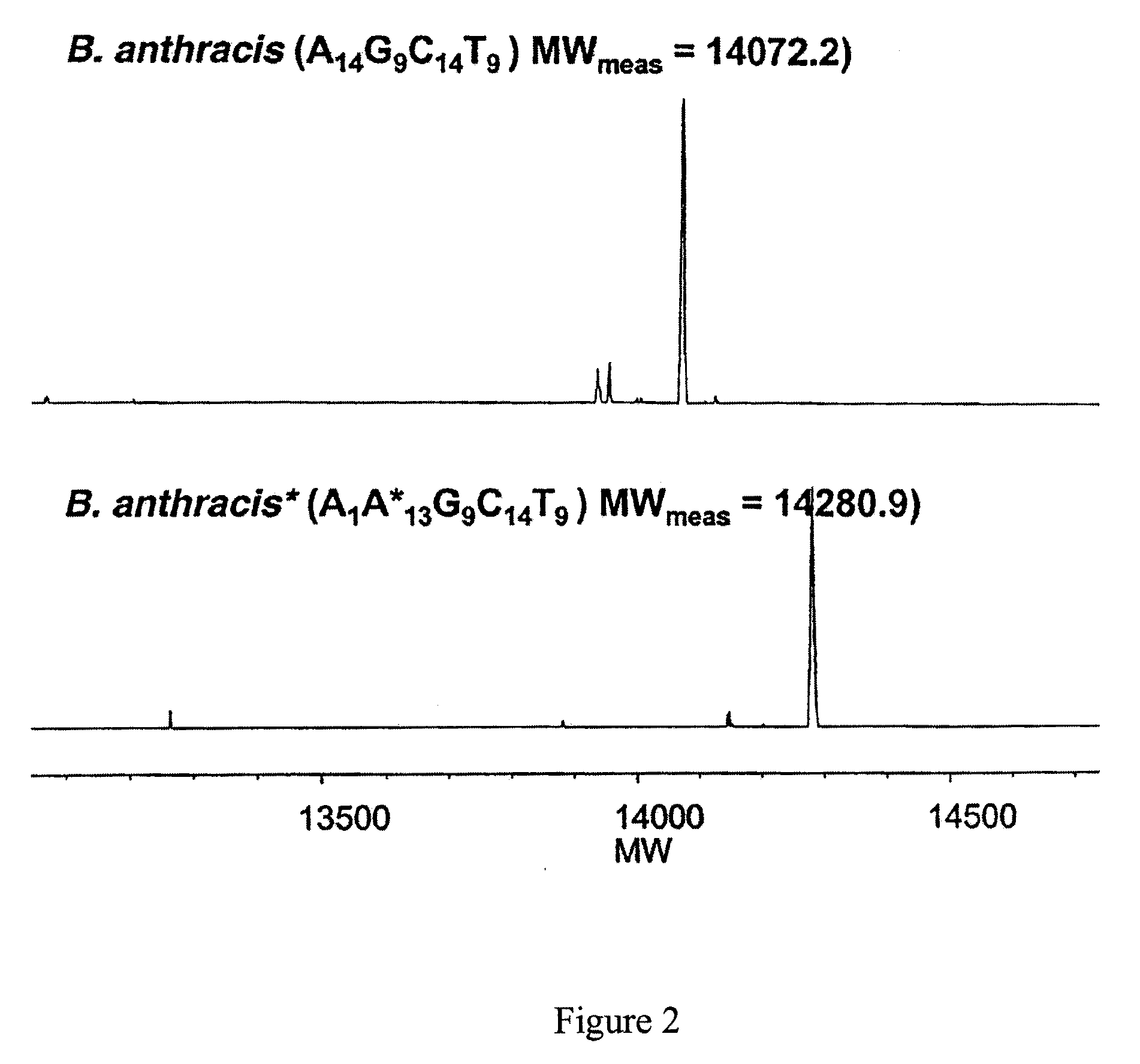 Methods For Rapid Forensic Analysis Of Mitochondrial DNA