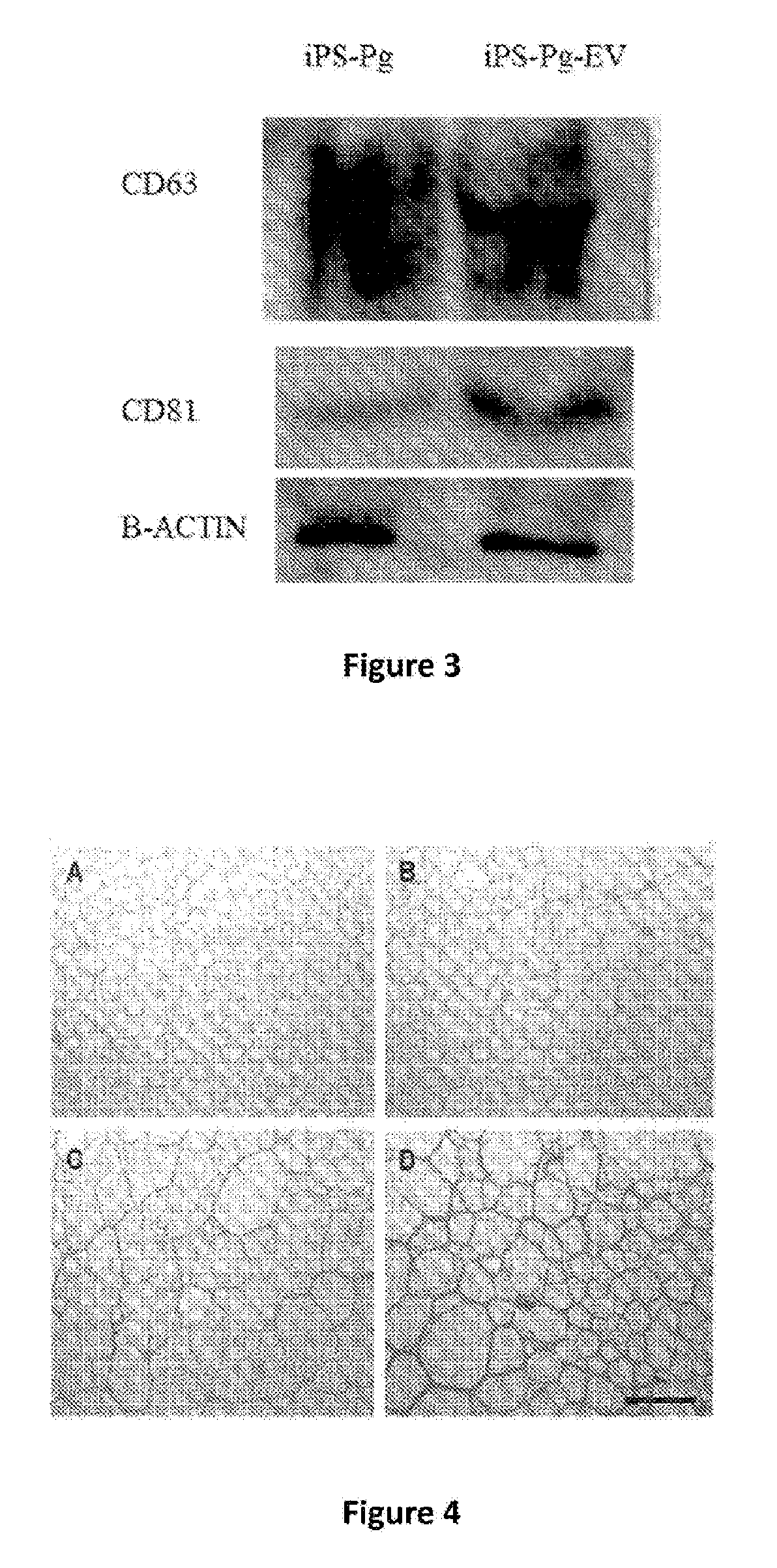 Biomaterial for therapeutic use