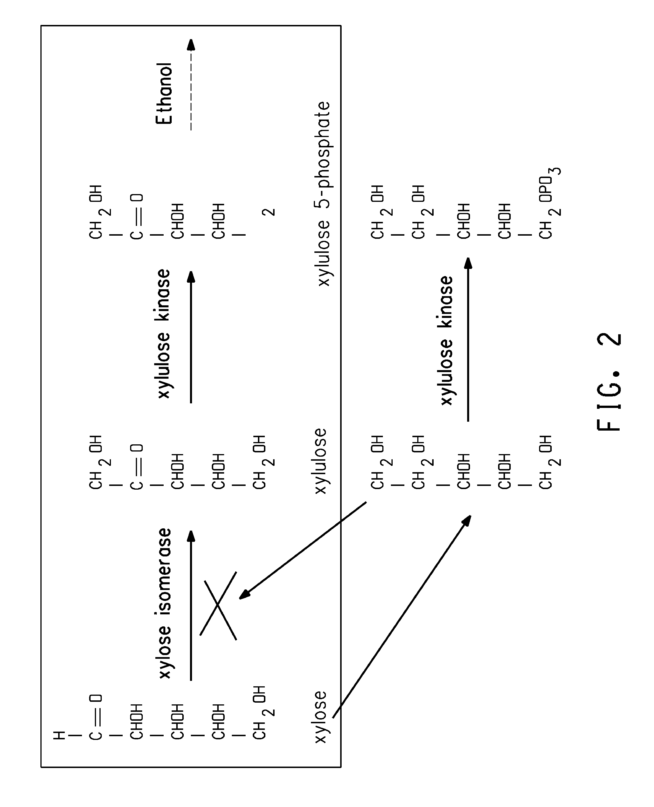 Ethanol production using xylitol synthesis mutant of xylose-utilizing zymomonas