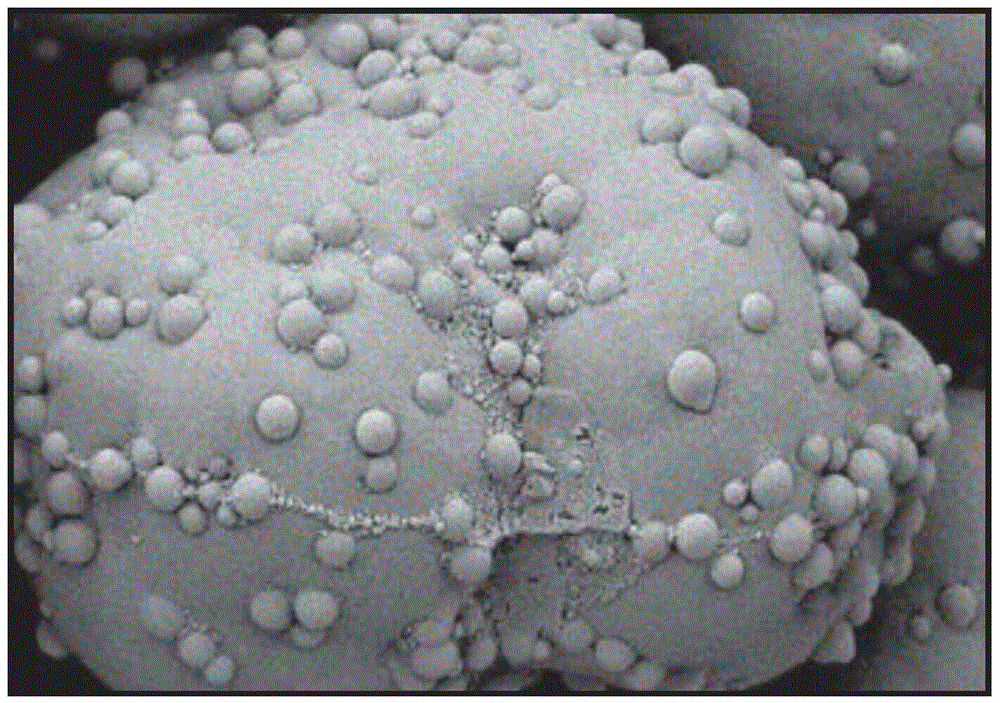 Toner composition containing spacer particles treated with charge control agent