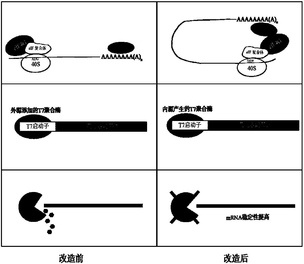 Method for improving protein synthesis efficiency in cells