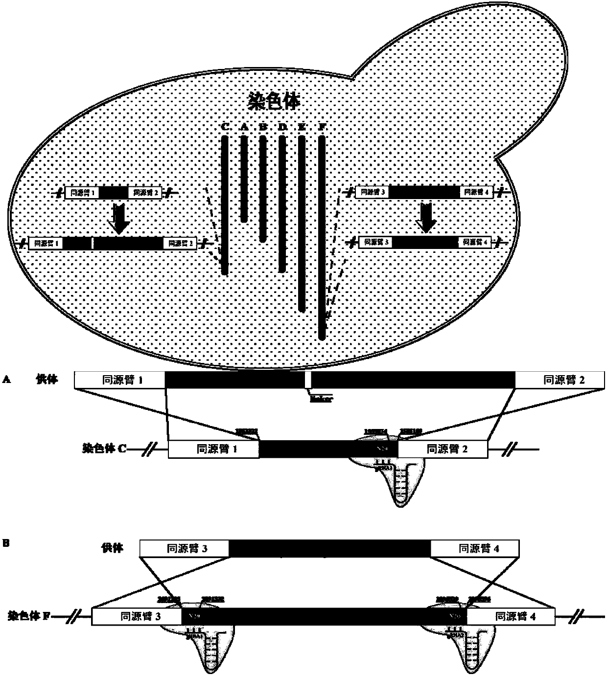 Method for improving protein synthesis efficiency in cells