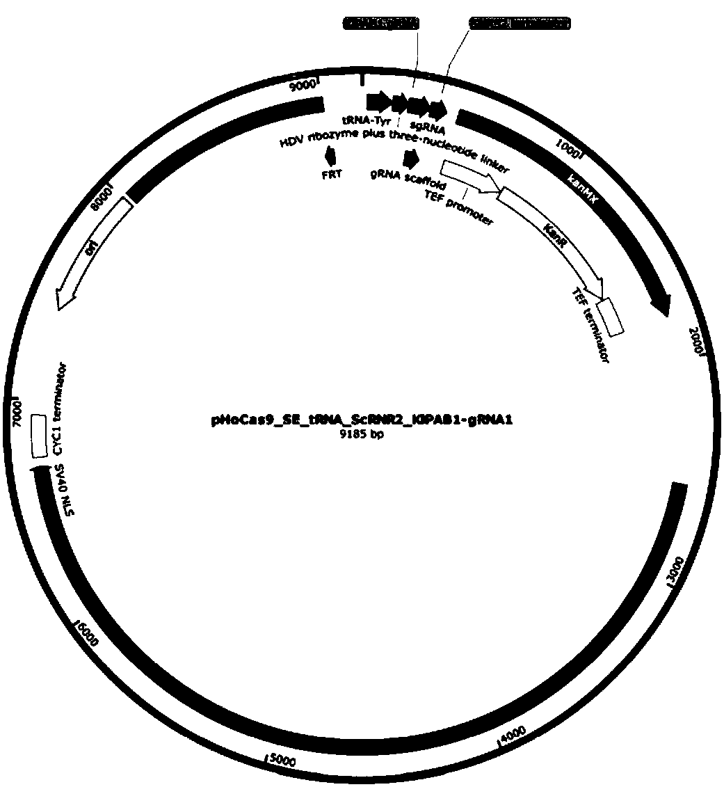 Method for improving protein synthesis efficiency in cells