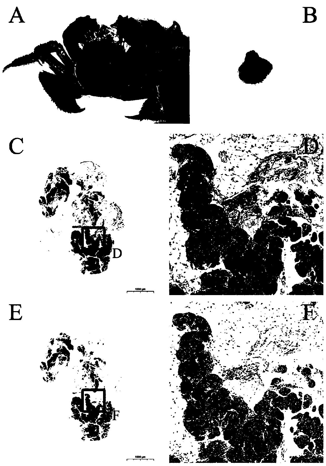 Method for constructing screening model of immune enhancer capable of promoting development of hemopoietic tissue of eriocheir sinensis