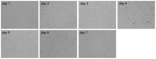 Method for constructing screening model of immune enhancer capable of promoting development of hemopoietic tissue of eriocheir sinensis