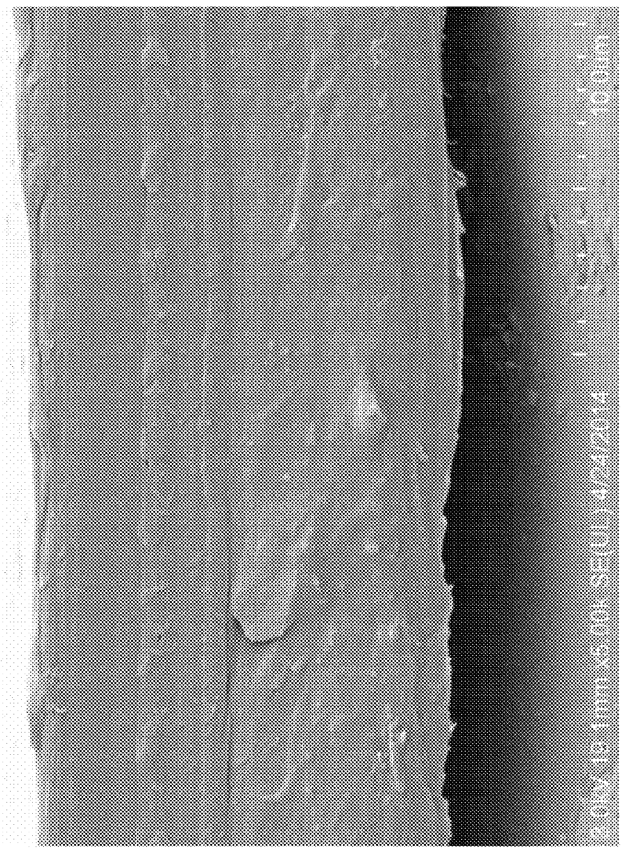 Porous Articles Formed From Polyparaxylylene and Processes For Forming The Same