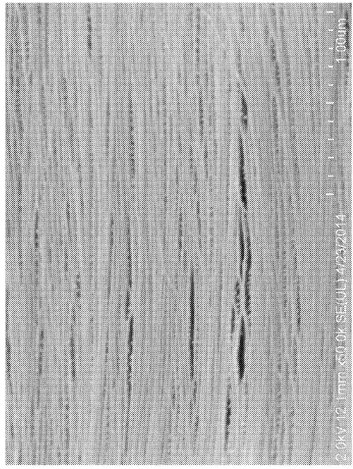 Porous Articles Formed From Polyparaxylylene and Processes For Forming The Same