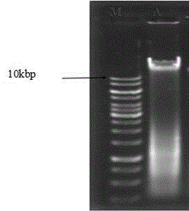 Method for extracting plant tissue culture seedling genome DNA (Deoxyribose Nucleic Acid)