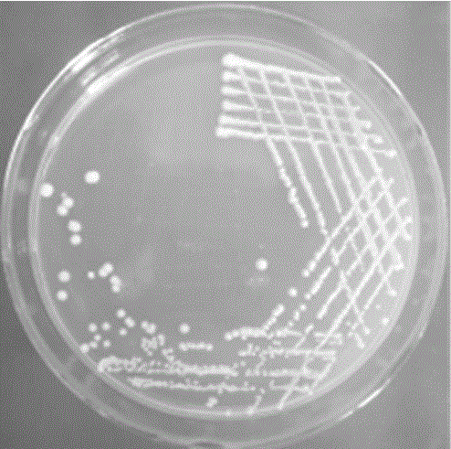 Method for building candida albicans infected chicken models