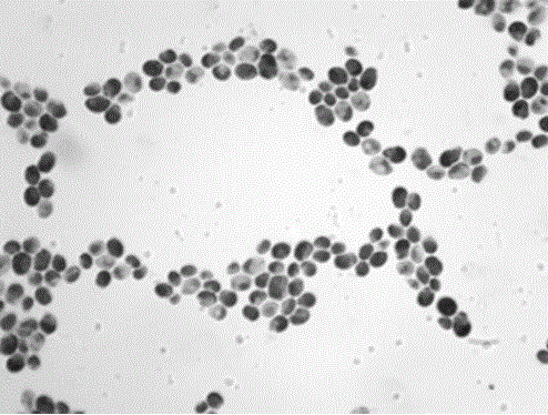 Method for building candida albicans infected chicken models