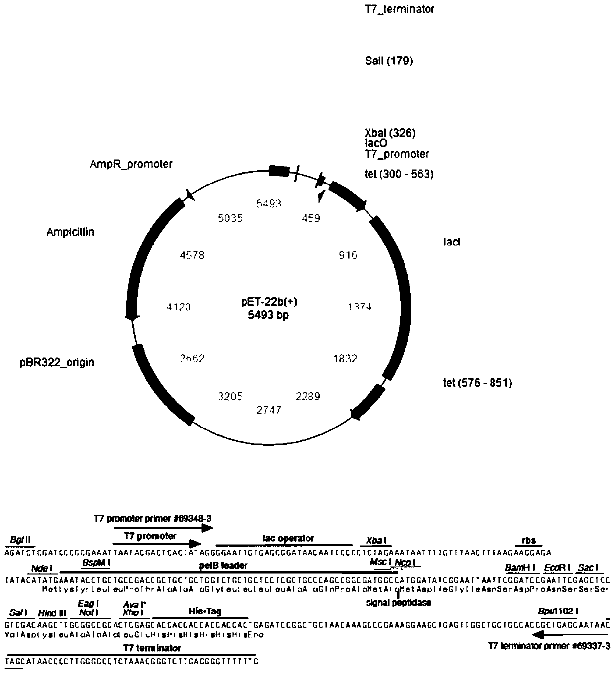 Recombinant human collagen and application thereof