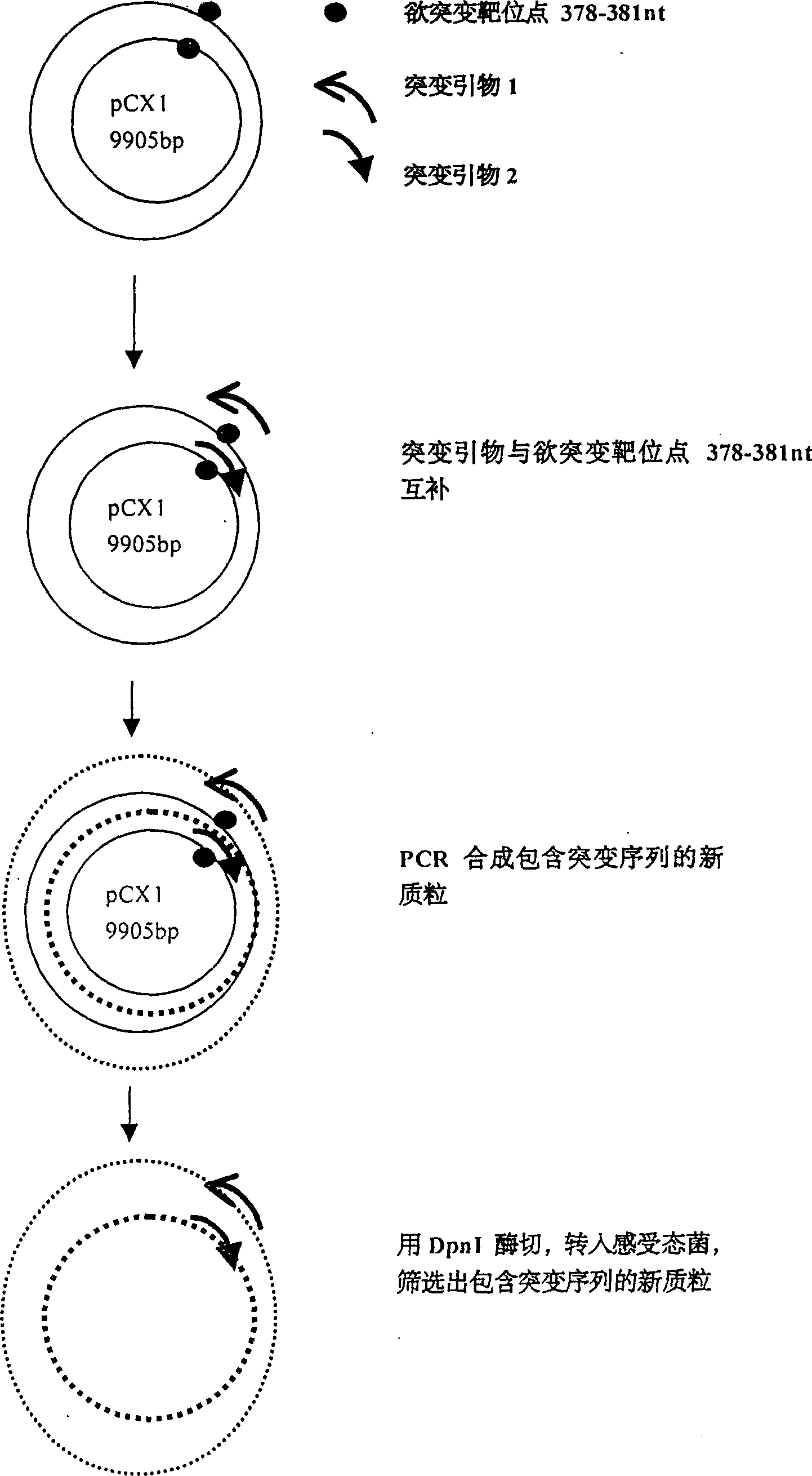 Preparation of recombination adenovirus construction body with deletion E1A code sequence and its use