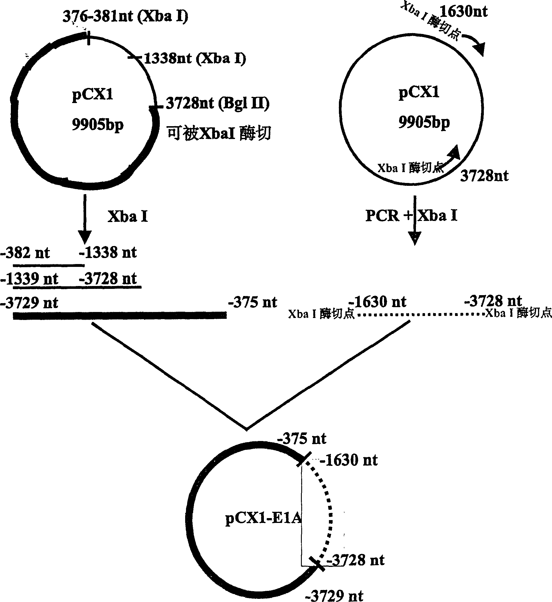 Preparation of recombination adenovirus construction body with deletion E1A code sequence and its use