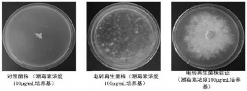 Grifola frondosa glucan synthase, and encoding gene and application thereof