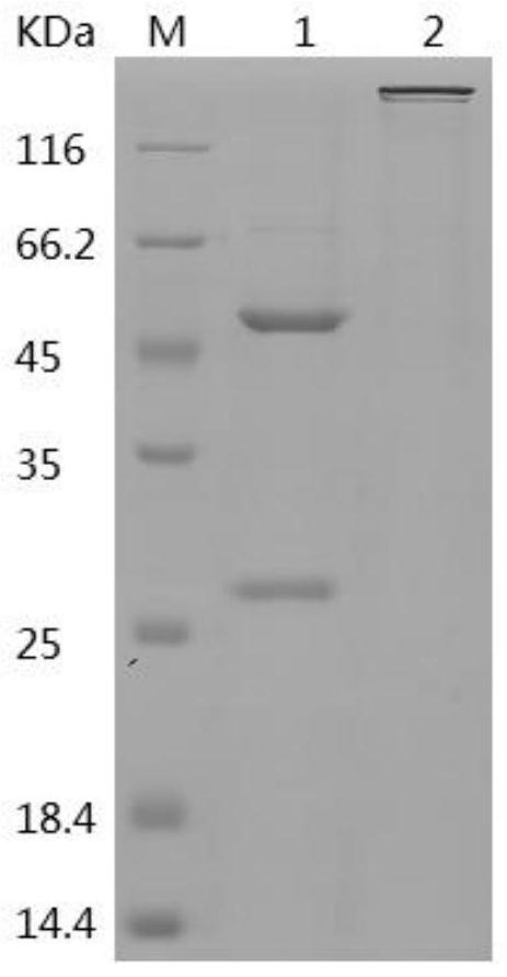 Monoclonal neutralizing antibody of HPV52L1 and application of monoclonal neutralizing antibody