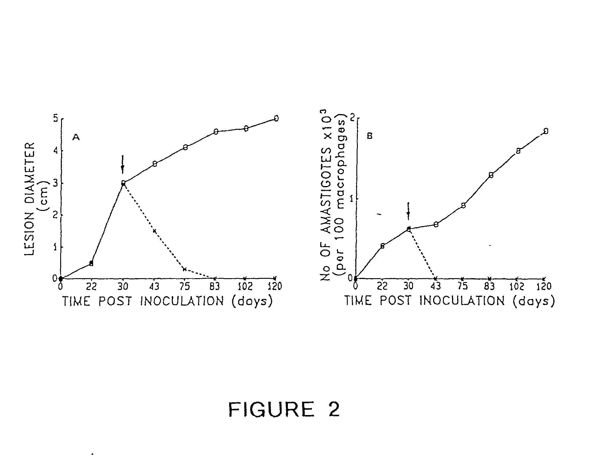 Peptides for the activation of the immune system in humans and animals