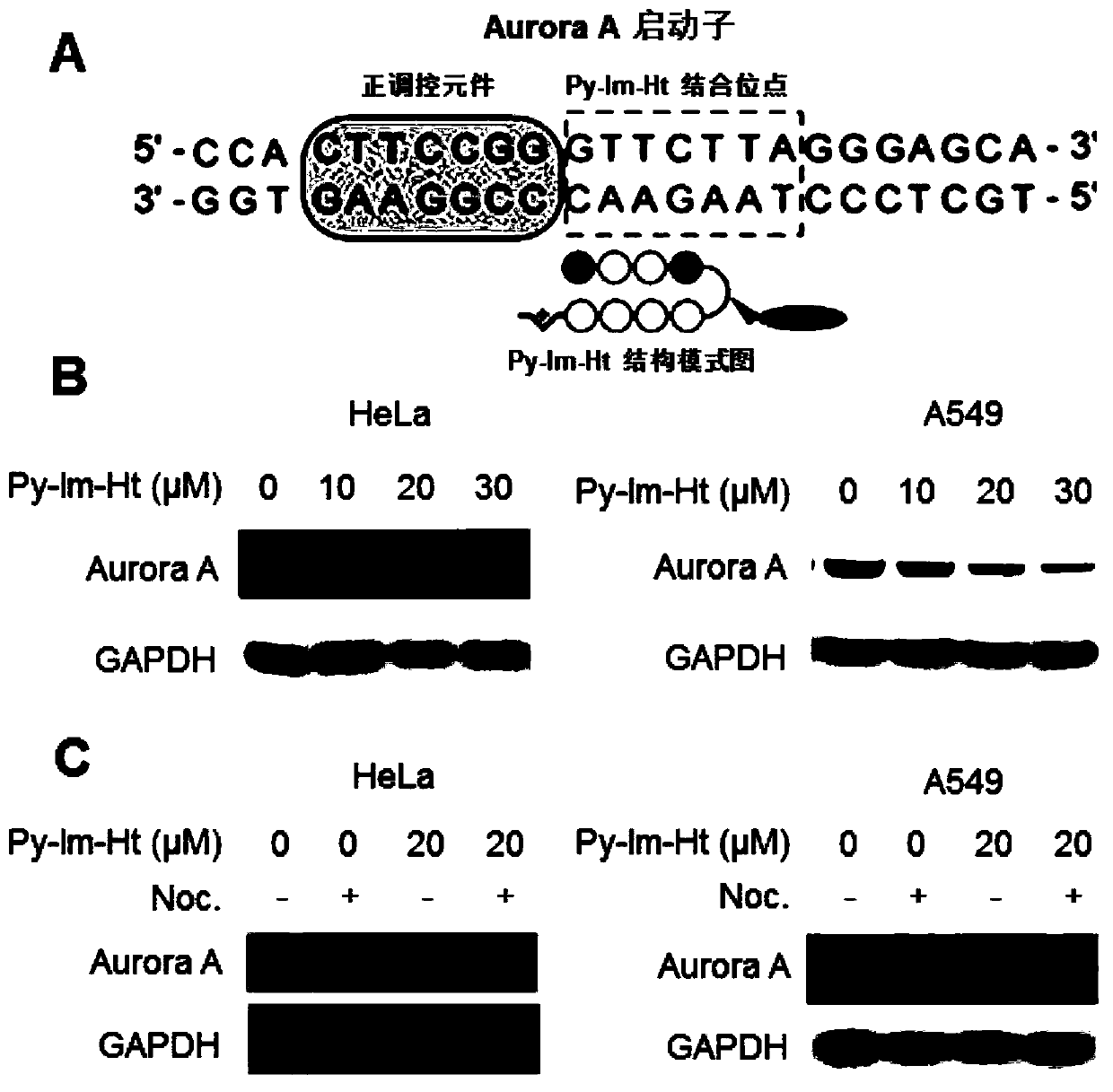 A kind of aurora A protein inhibitor and its preparation method and pharmaceutical application