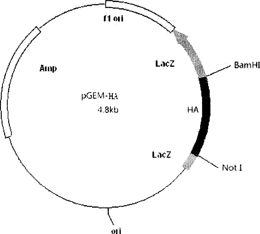 Avian influenza vaccine and preparation thereof