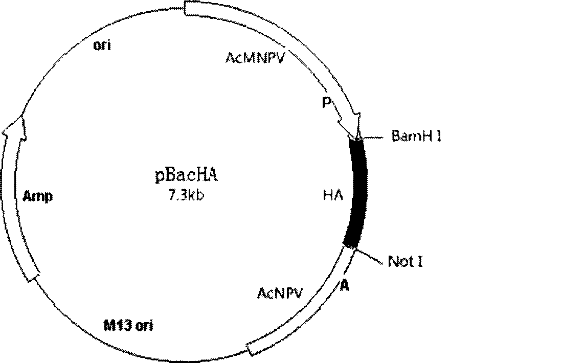 Avian influenza vaccine and preparation thereof