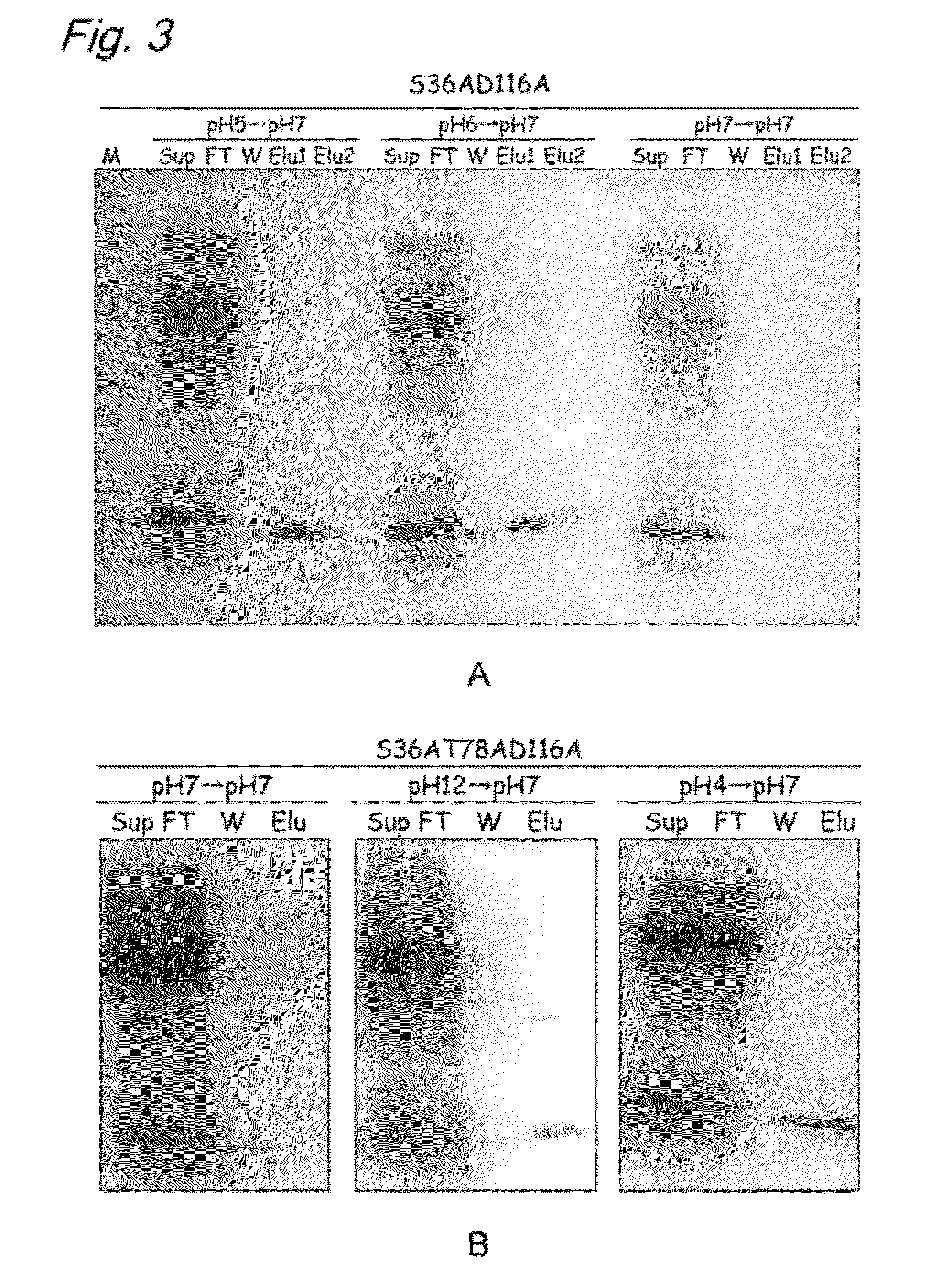 Modified biotin-binding protein