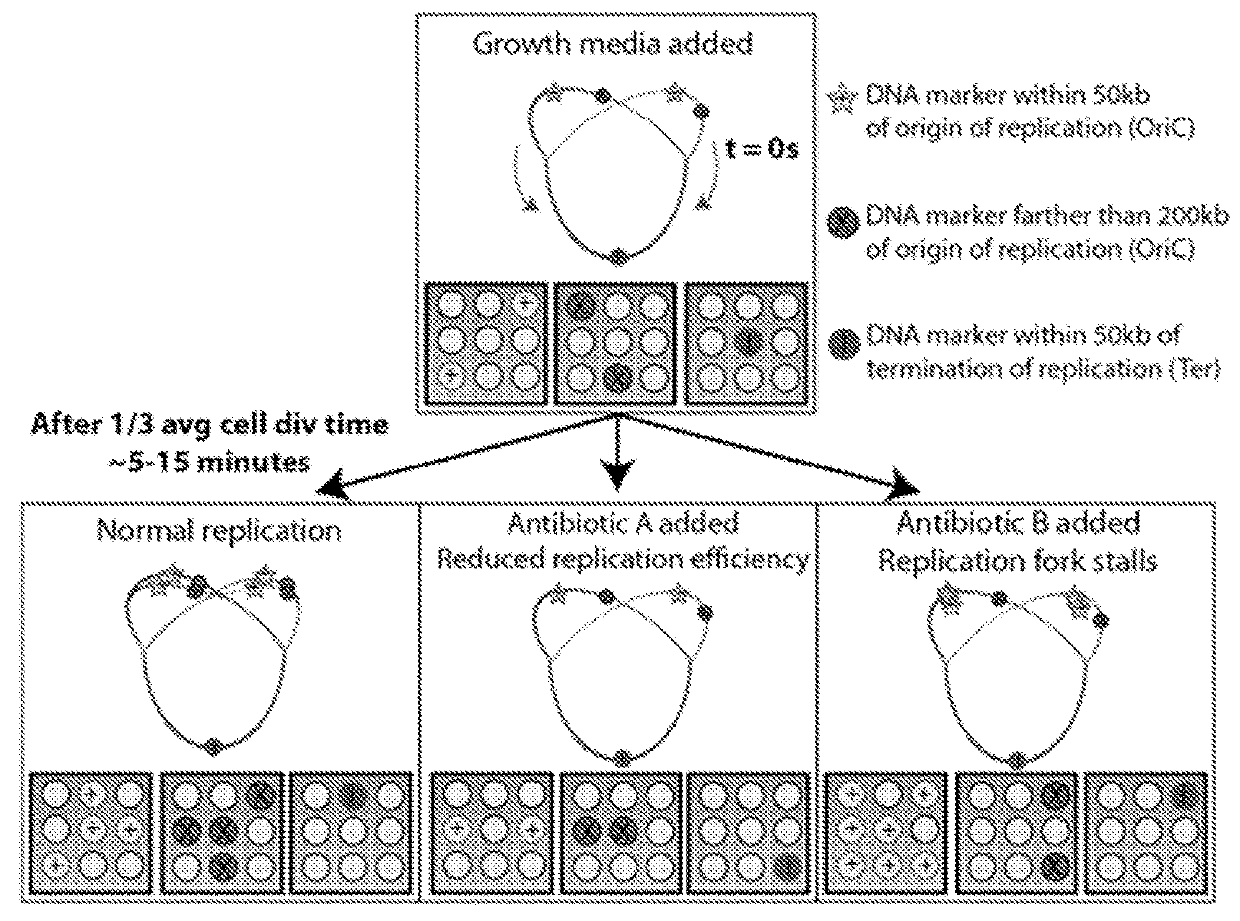 Microfluidic measurements of the response of an organism to a drug