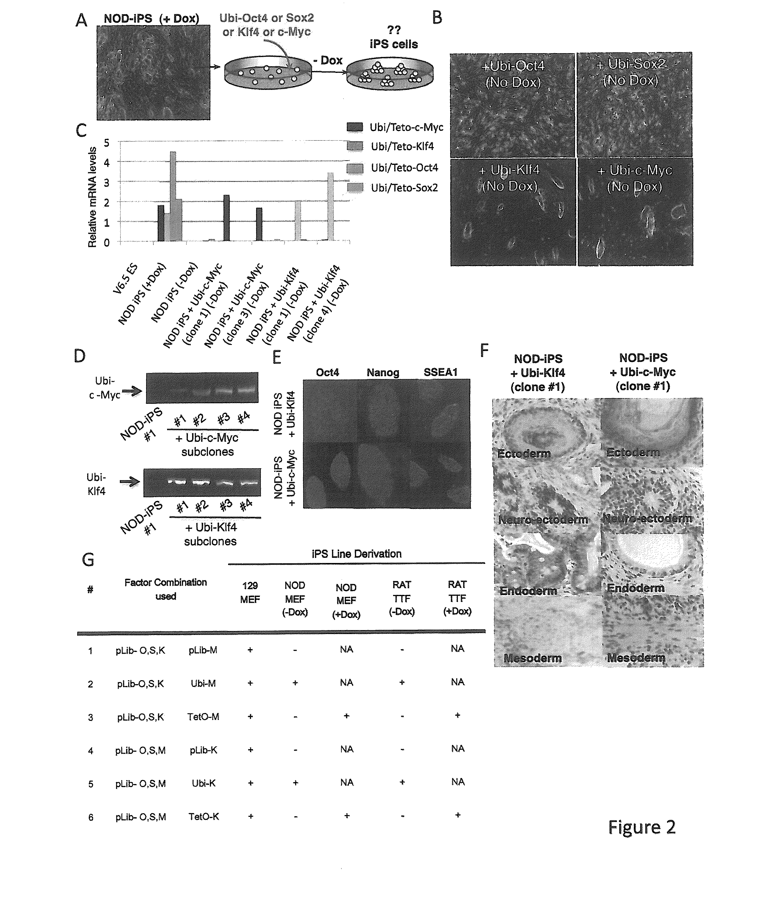 Compositions and methods for deriving or culturing pluripotent cells