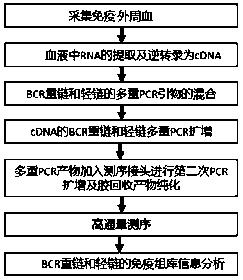 Immune repertoire method by detecting primers of BCR heavy and light chains in blood and application