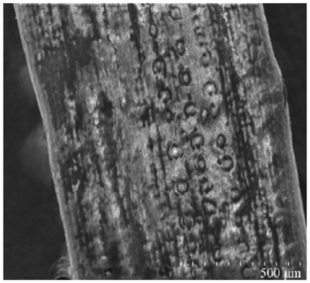 A kind of preparation technology of chloramphenicol adsorbent