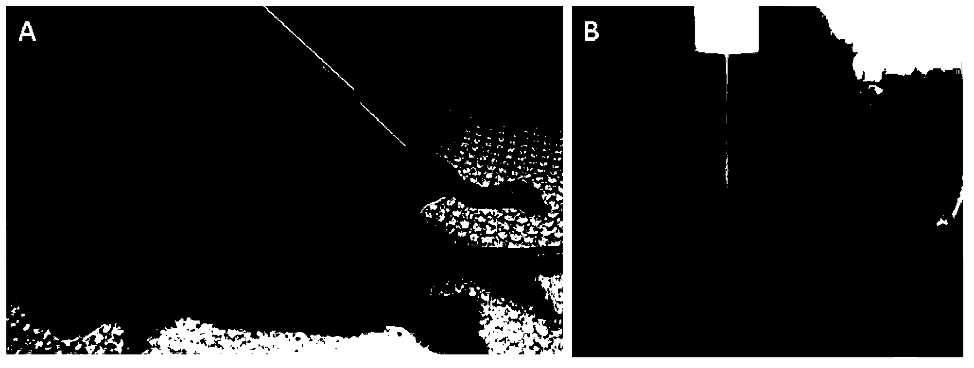 Mice animal model of giant cell tumor of bone of human and construction method thereof